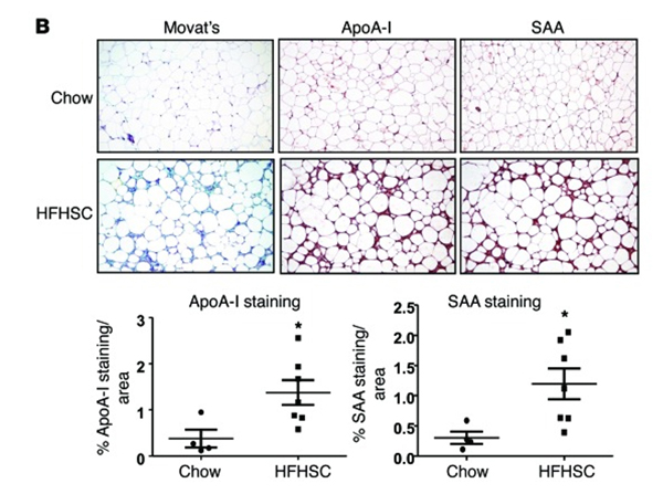 Immunohistochemistry using APOA1